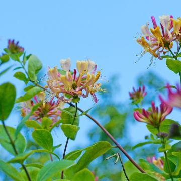 Lonicera henryi