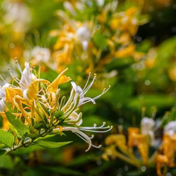 Lonicera japonica 'Halliana'