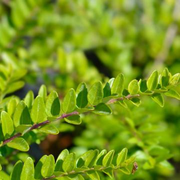 Lonicera nit. 'Elegant'