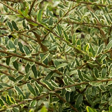 Lonicera nit. 'Lemon Beauty'