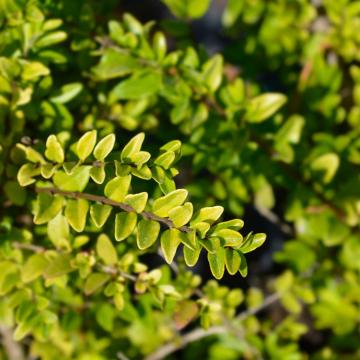 Lonicera nit. 'Maigrun'