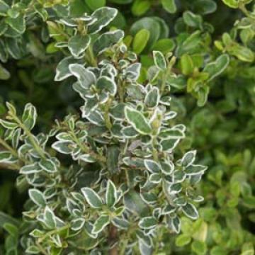 Lonicera nit. 'Silver Beauty'