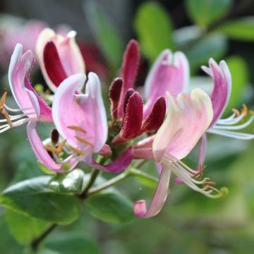 Lonicera pericl. 'Belgica Select'