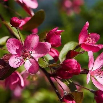 Malus 'Coccinella'