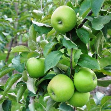 Malus d. 'Granny Smith'