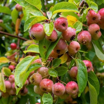 Malus 'Evereste'