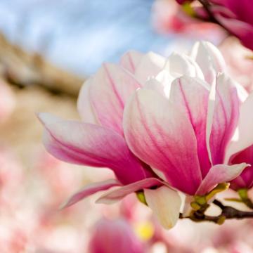 Magnolia soulangiana