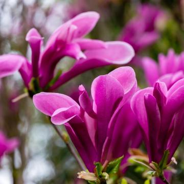 Magnolia 'Susan'