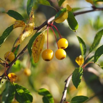 Malus toringo 'Brouwers Beauty'