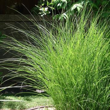 Miscanthus sin. 'Gracillimus'