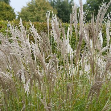 Miscanthus sin. 'Kleine Silbersp.'