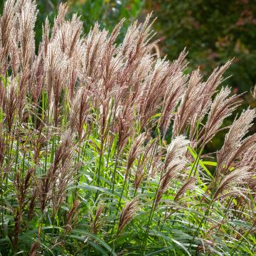 Miscanthus sin. 'Malepartus'