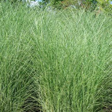 Miscanthus sin. 'Morning Light'