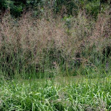 Molinia arund. 'Transparant'