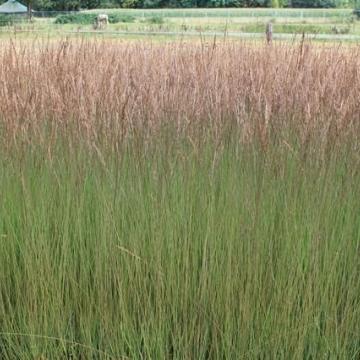 Molinia caer. 'Edith Dudzuss'