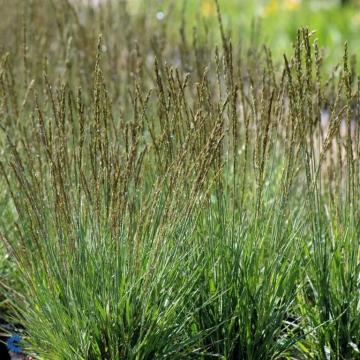Molinia caer. 'Moorhexe'