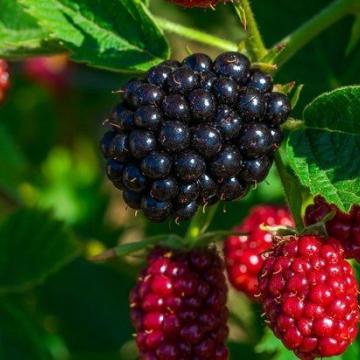 Morus rot. 'Bonbonberry Mojo Berry'