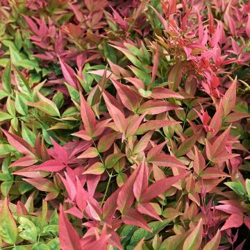 Nandina domestica