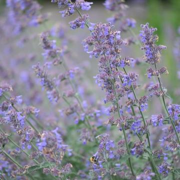Nepeta faassenii 'Six Hills Giant'