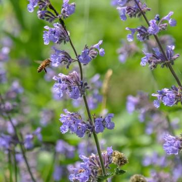 Nepeta faassenii 'Walker's Low'