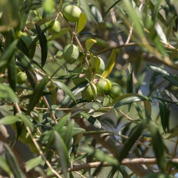 Olea europaea