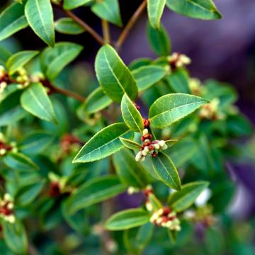 Osmanthus burkwoodii