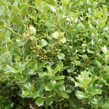 Osmanthus heterophyllus