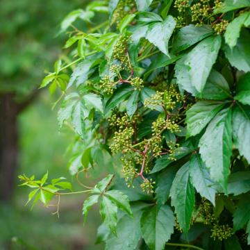 Parthenocissus quinquefolia