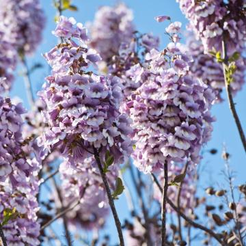 Paulownia fort. 'Fast Blue'