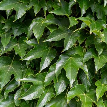 Parthenocissus tr. 'Veitchii'