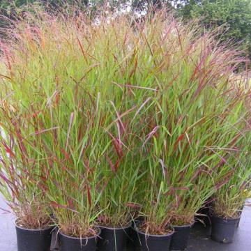 Panicum virg. 'Squaw'