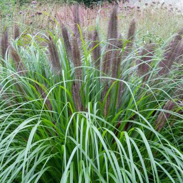 Pennisetum alop. 'Black Beauty'