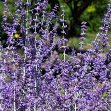 Perovskia atripl. 'Blue Spire'