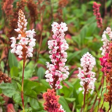 Persicaria affinis 'Darjeeling Red'