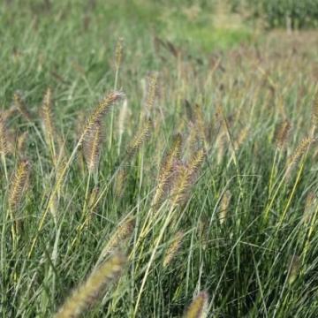 Pennisetum alop. 'Gelbstiel'