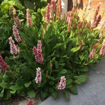 Persicaria affinis 'Kabouter'