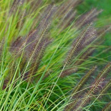 Pennisetum alop. 'Viridescens'