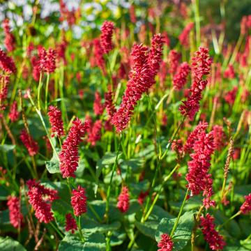 Persicaria ampl. 'Blackfield'