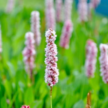 Persicaria bist. 'Superba'