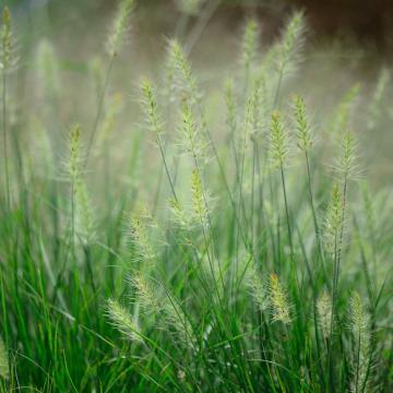 Pennisetum alop. 'Little Bunny'