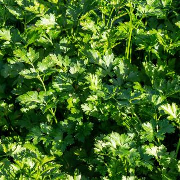 Petroselinum crispum
