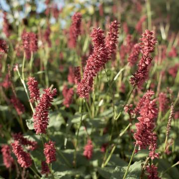 Persicaria ampl. 'Dark red'