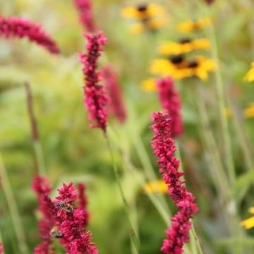 Persicaria ampl. 'Fat Domino'
