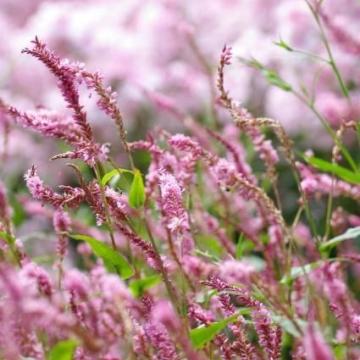 Persicaria ampl. 'Pink Elephant'