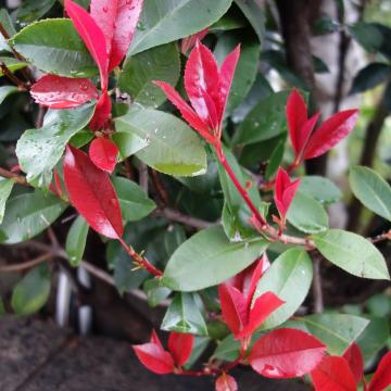 Photinia fraseri 'Little Red Robin'