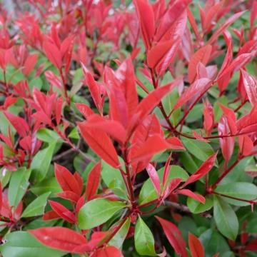 Photinia fraseri 'Red Robin'