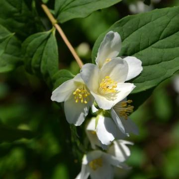 Philadelphus 'Lemoinei'