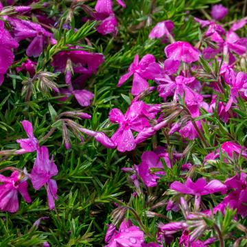 Phlox (S) 'Moerheimii'