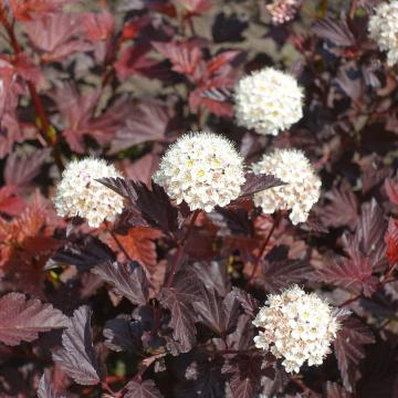 Physocarpus opulif. 'Diabolo'