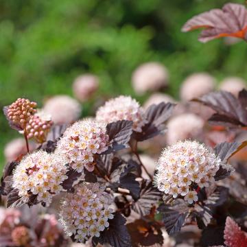 Physocarpus opulif. 'Little Joker'
